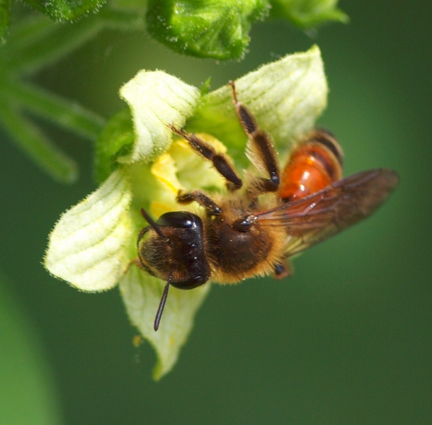 Andrena florea?